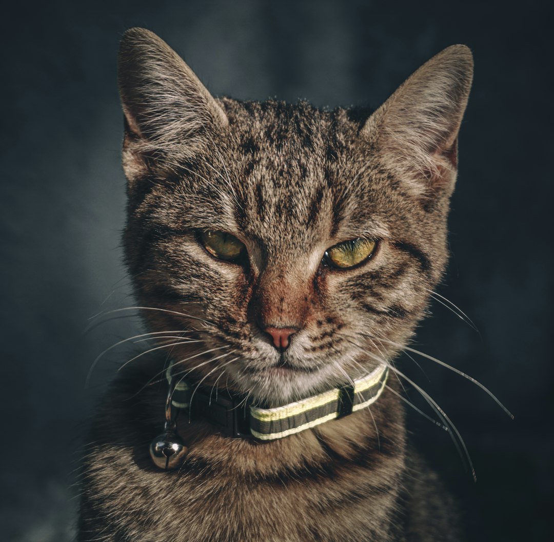 The Science Behind Small Cat Courage (Image Credits: Unsplash)