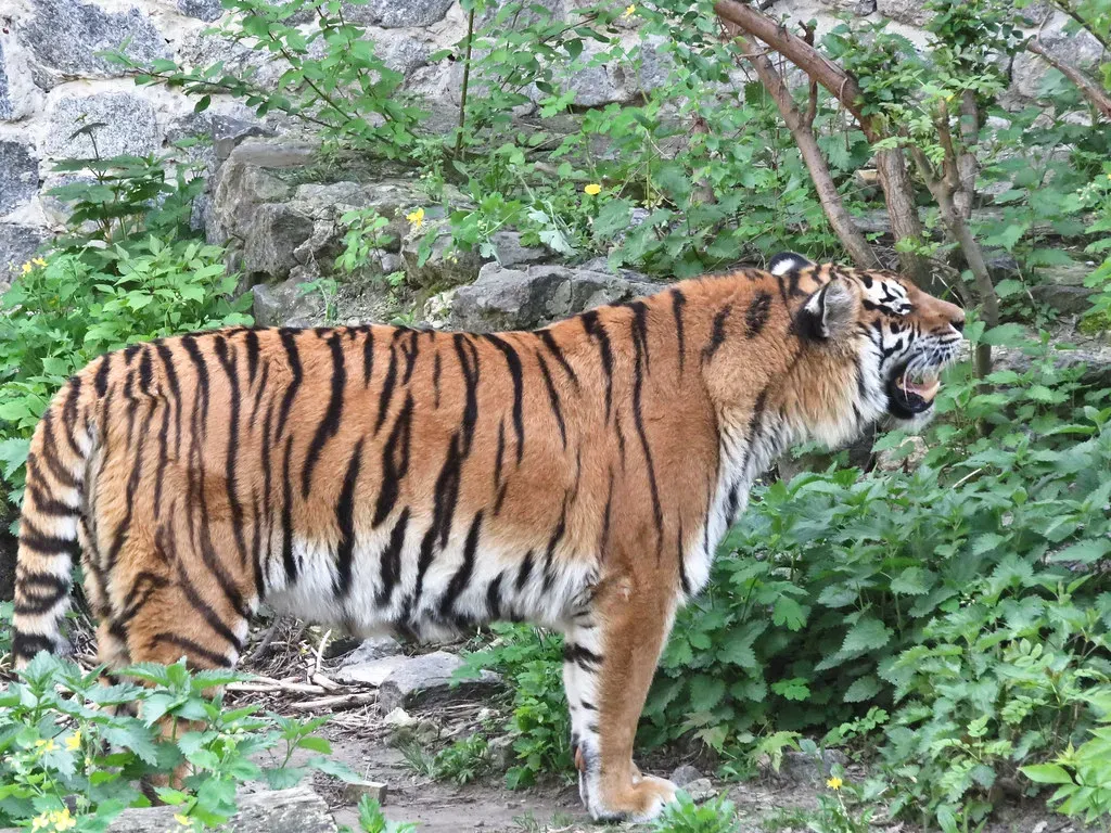 #6 Every Roar Sounds A Little Different (yellkaa, Flickr, CC BY-SA 2.0)