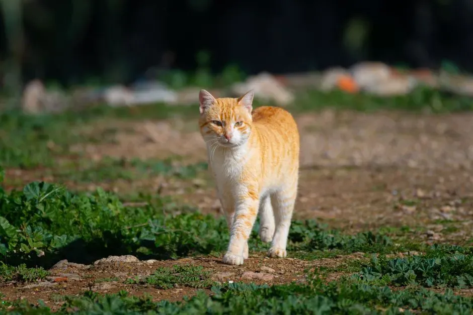 #4 It Could Be Territorial Awareness in Action (Image Credits: Pexels)