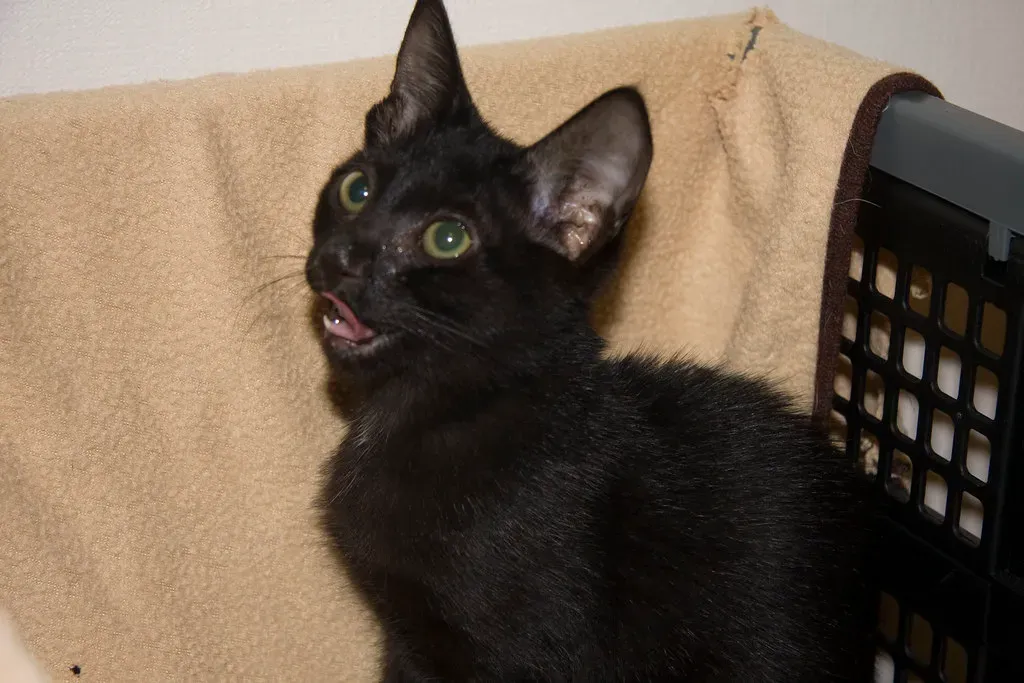 Cognitive Dysfunction Affects Senior Cats (Image Credits: Flickr)