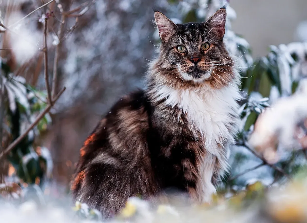 Keeping Your Cold-Weather Cat Comfortable Year-Round (Image Credits: Pixabay)