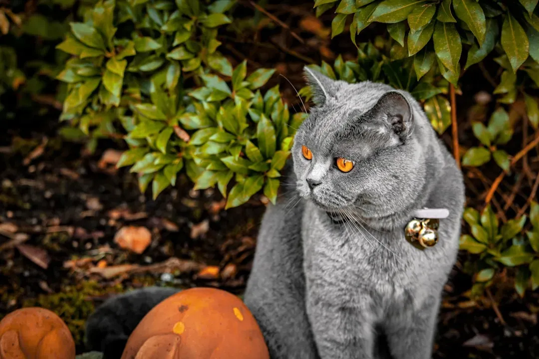 The Puffed-Up Halloween Cat Stance (Image Credits: Unsplash)