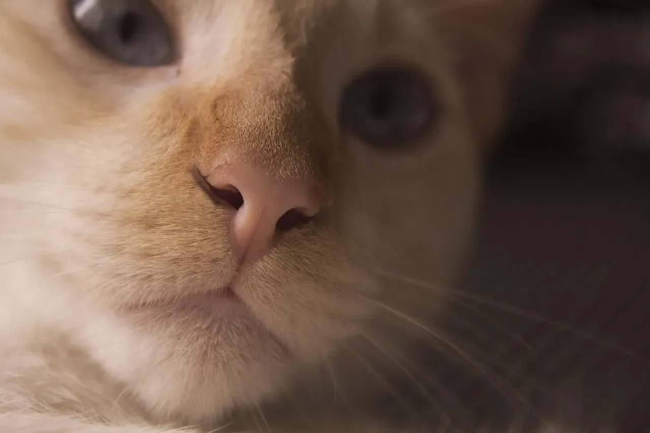 Carbon Dioxide From Your Breath and Your Cat's (Image Credits: Pixabay)