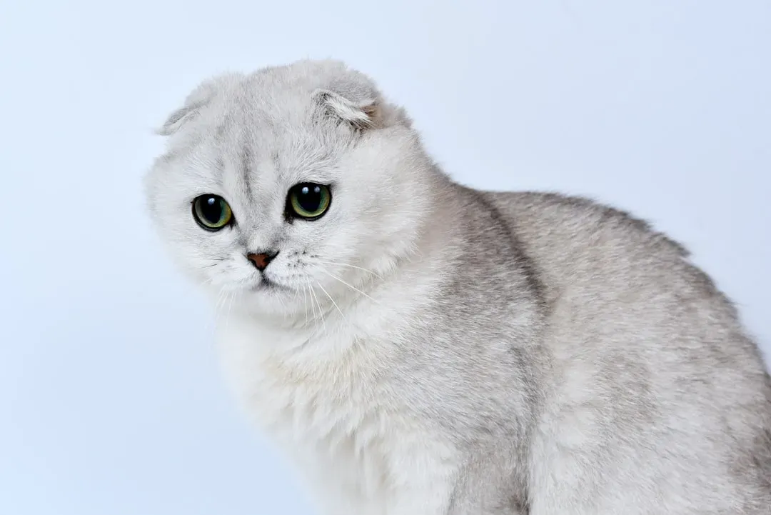 Scottish Fold: The Placid Companion With an Adorable Quirk (Image Credits: Unsplash)