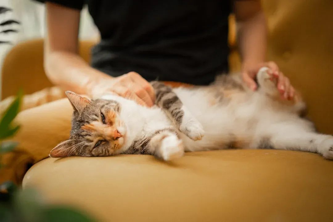 Why Trust For A Cat Is Mostly About Safety, Not Cuddles (Image Credits: Unsplash)