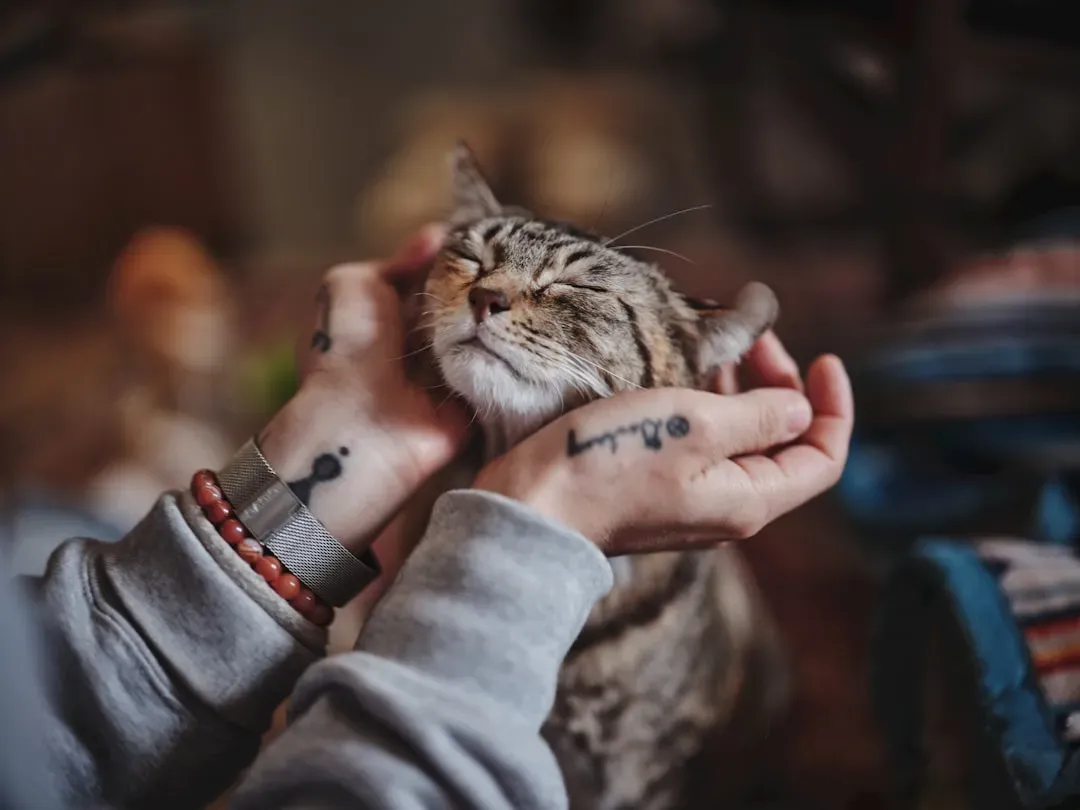 Your Cat's Purr and Your Mental and Emotional Health (Image Credits: Unsplash)
