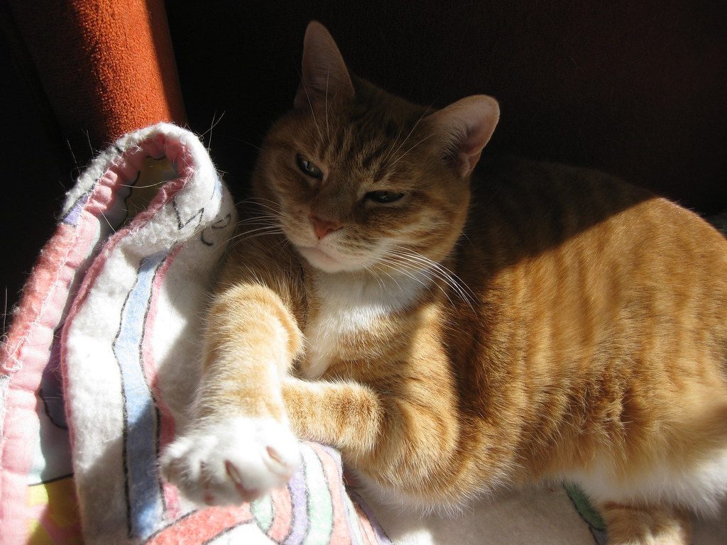 Managing the Sharp Reality of Cat Claws (Image Credits: Flickr)