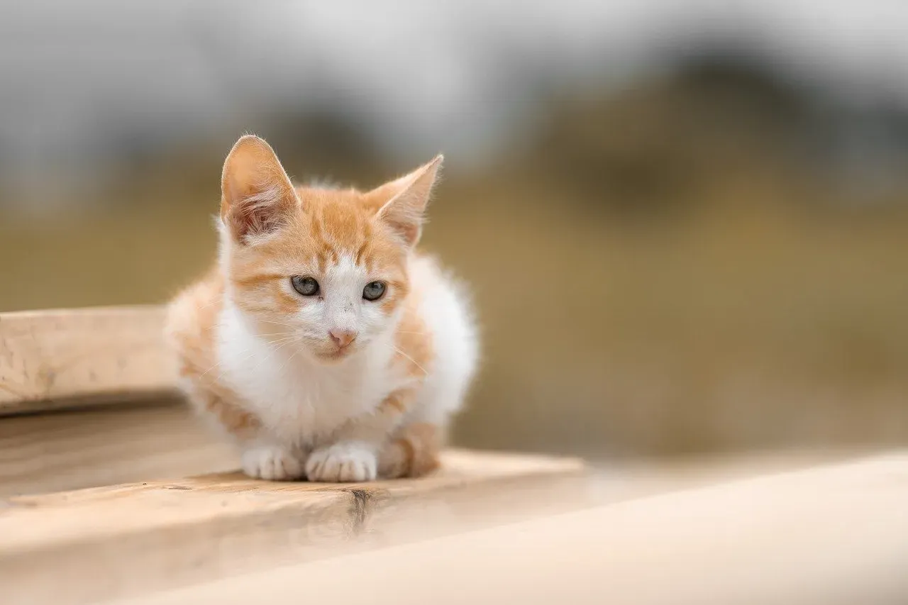 Assessing Energy Levels and Alertness (Image Credits: Pixabay)