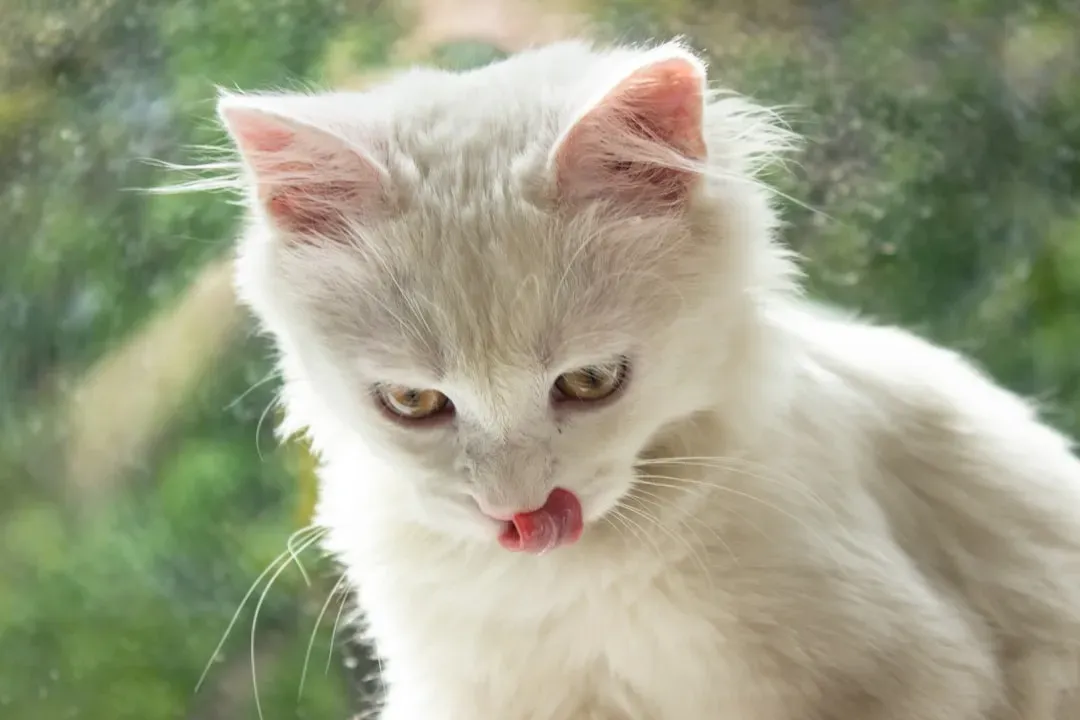#1 They purr at frequencies linked to physical healing (Image Credits: Unsplash)