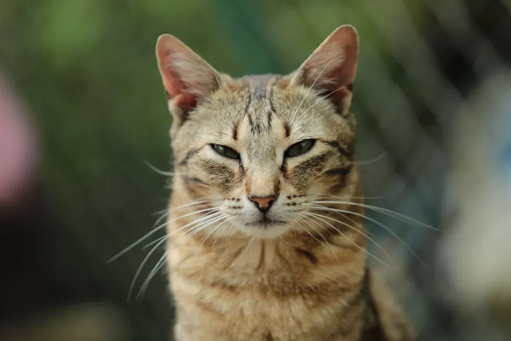 9. They Position Themselves Between You and a Perceived Threat (Isaszas, Flickr, CC BY 2.0)