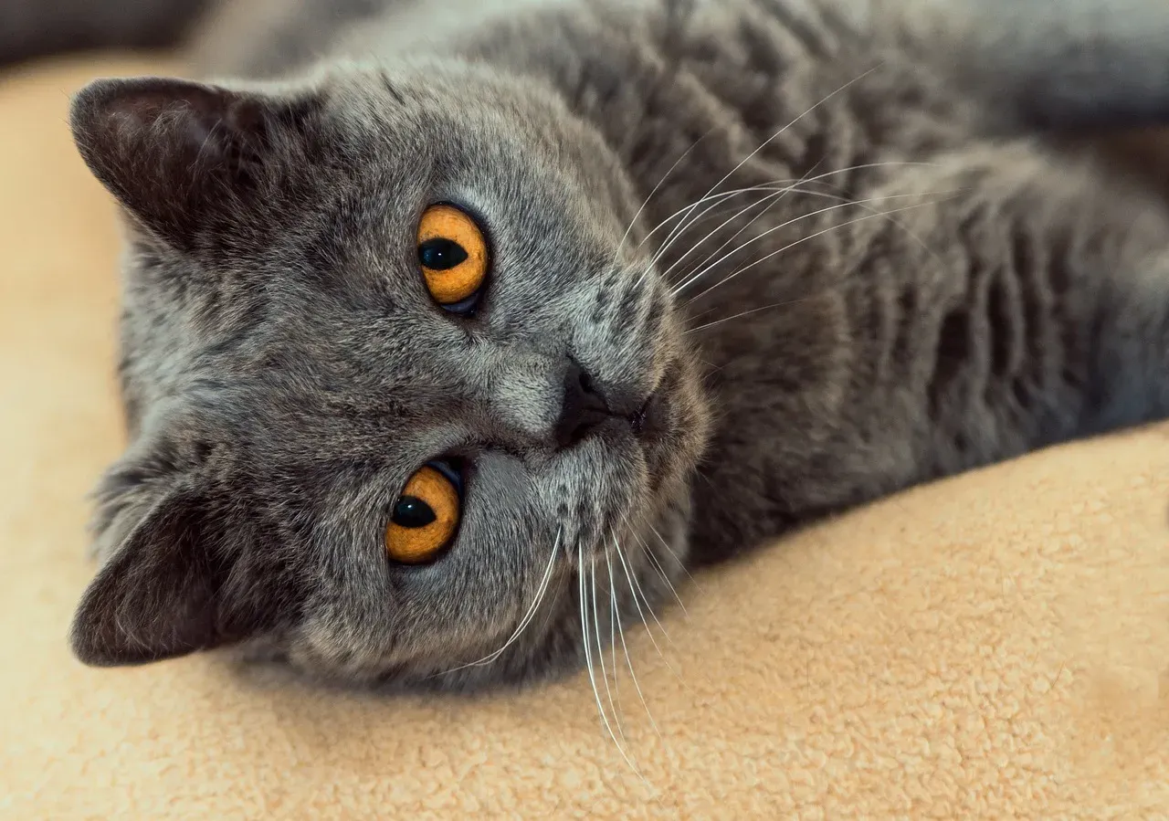 10. Quietly Staring at You from a Distance Until You Respond (Image Credits: Pixabay)