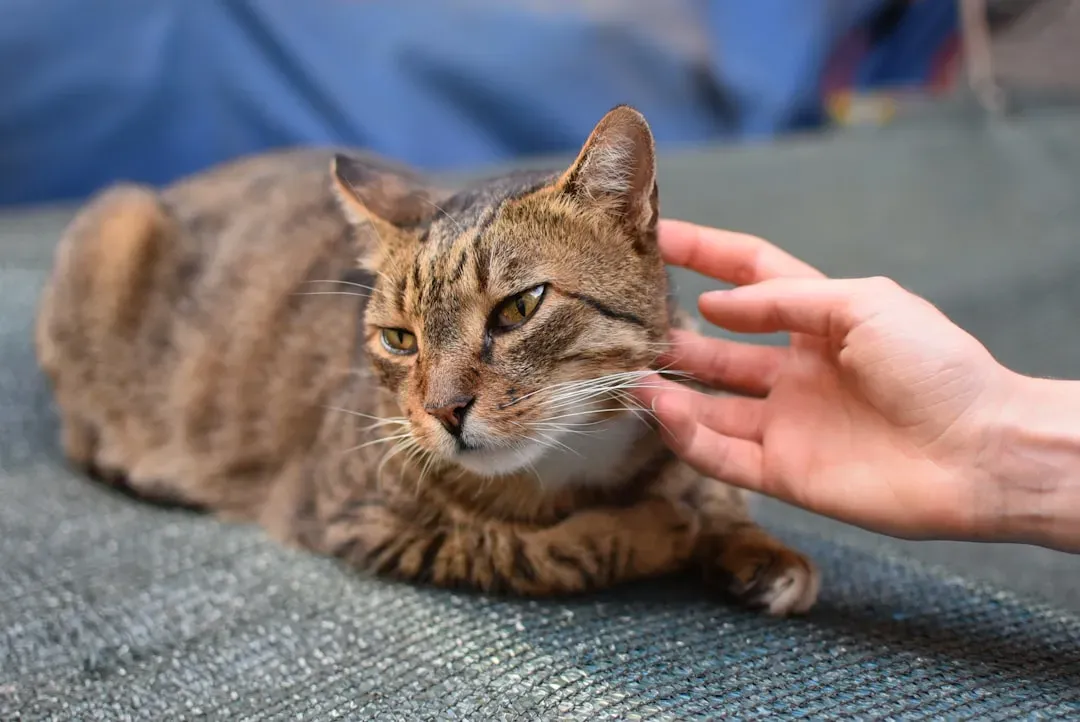 Reading Your Cat's Body Language During Petting (Image Credits: Unsplash)