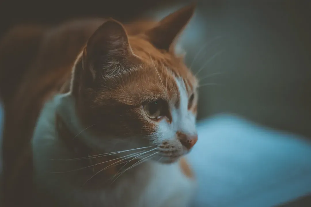 The Stoic Mask: Cats Hide Pain Better Than Anyone (Image Credits: Unsplash)