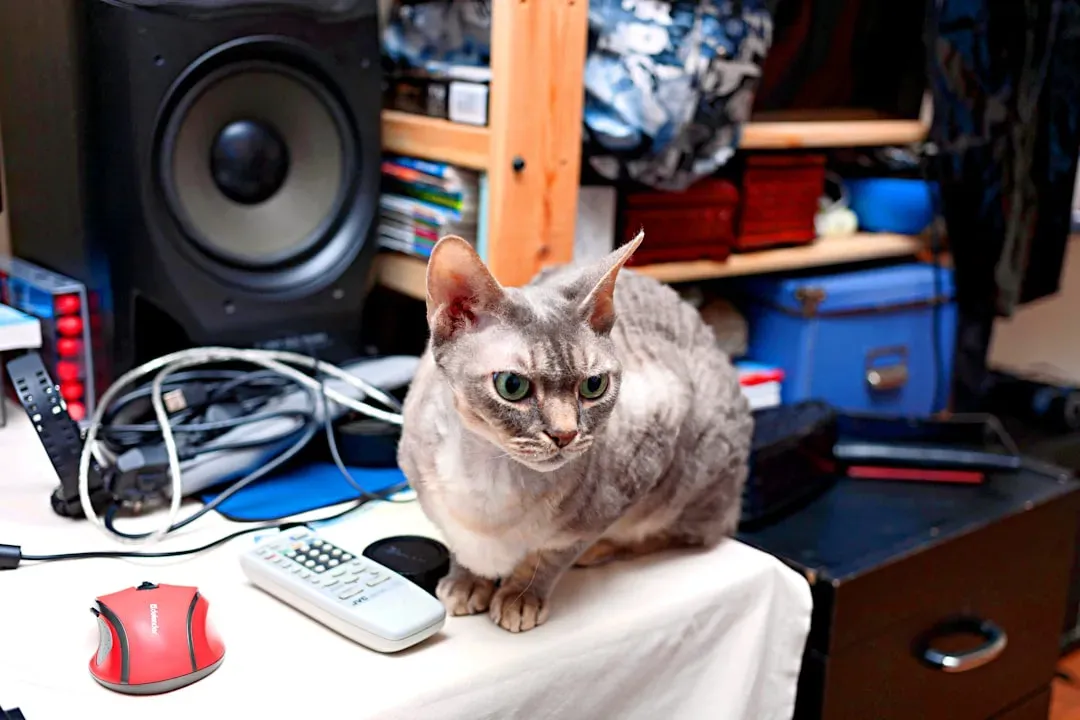 Loud Music and the Thumping Bass That Rattles Their World (Image Credits: Unsplash)