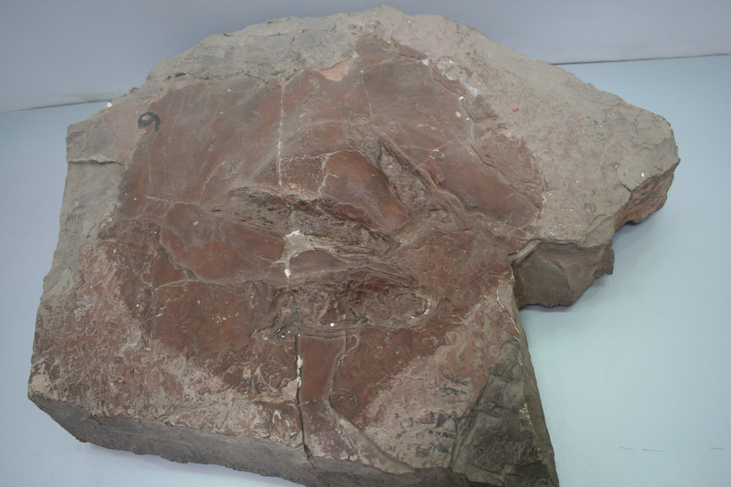 Behavioral Secrets Hidden in Stone (Image Credits: Flickr)