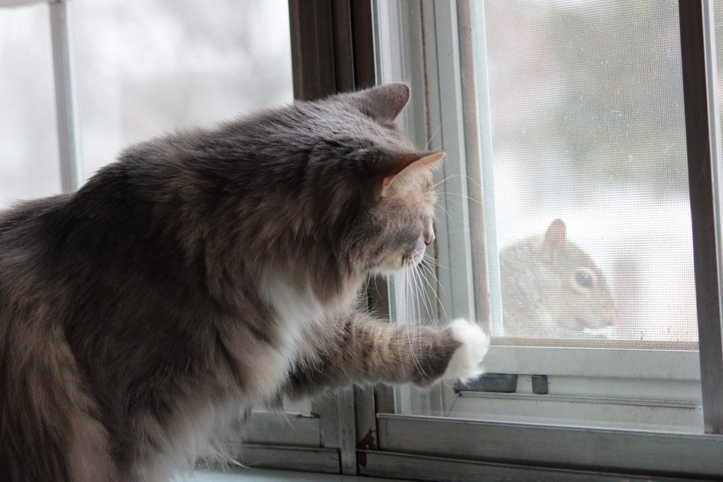 Social Media for Cats (Image Credits: Flickr)