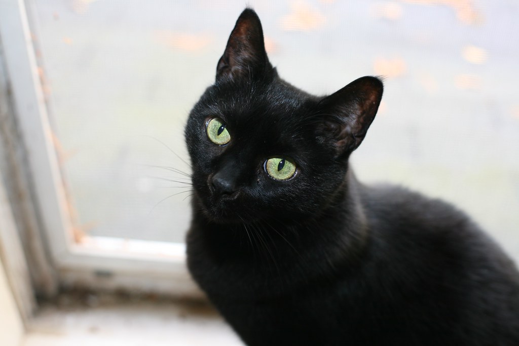 Black Cats Bring Bad Luck (Image Credits: Flickr)