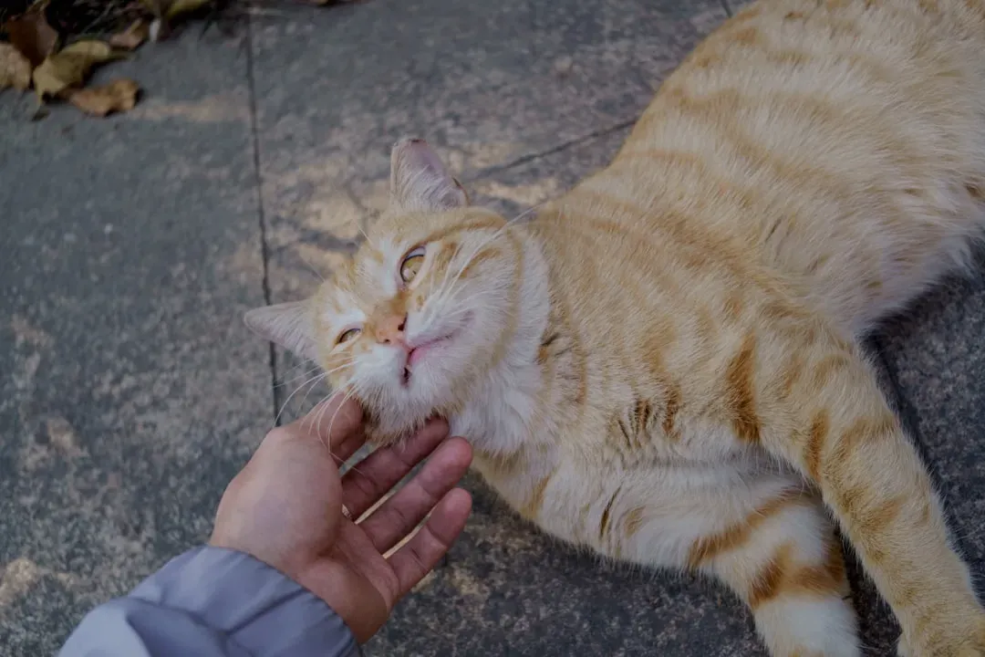 Tactile Communication: What Touch Means Between Cats and Humans (Image Credits: Unsplash)