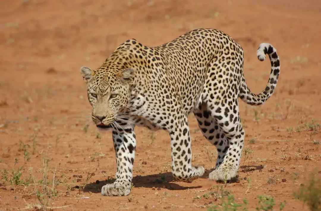 #3 Leopards return to the same spots with surprising regularity (Image Credits: Unsplash)