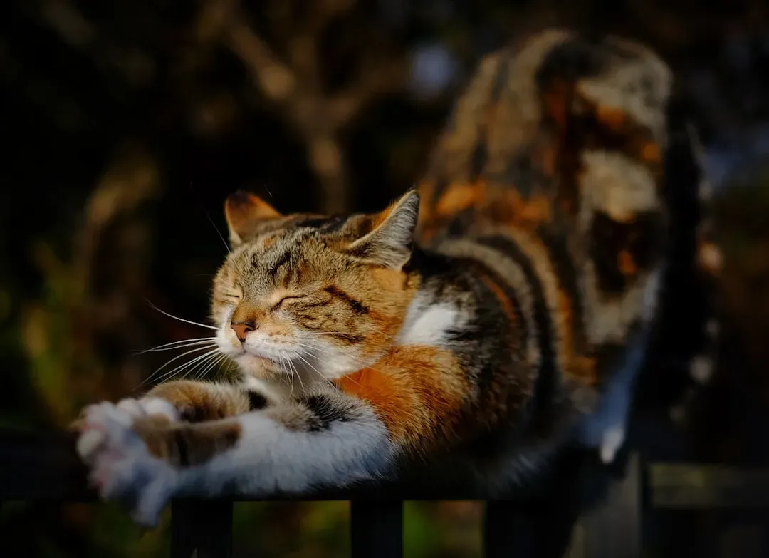 #11 - The Full-Body "Superman" Stretch Before Sleep (Image Credits: Unsplash)