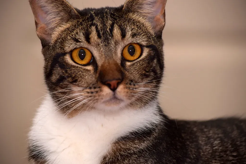 8. Your Cat Could Be Experiencing Feline Hyperesthesia Syndrome (Image Credits: Flickr)