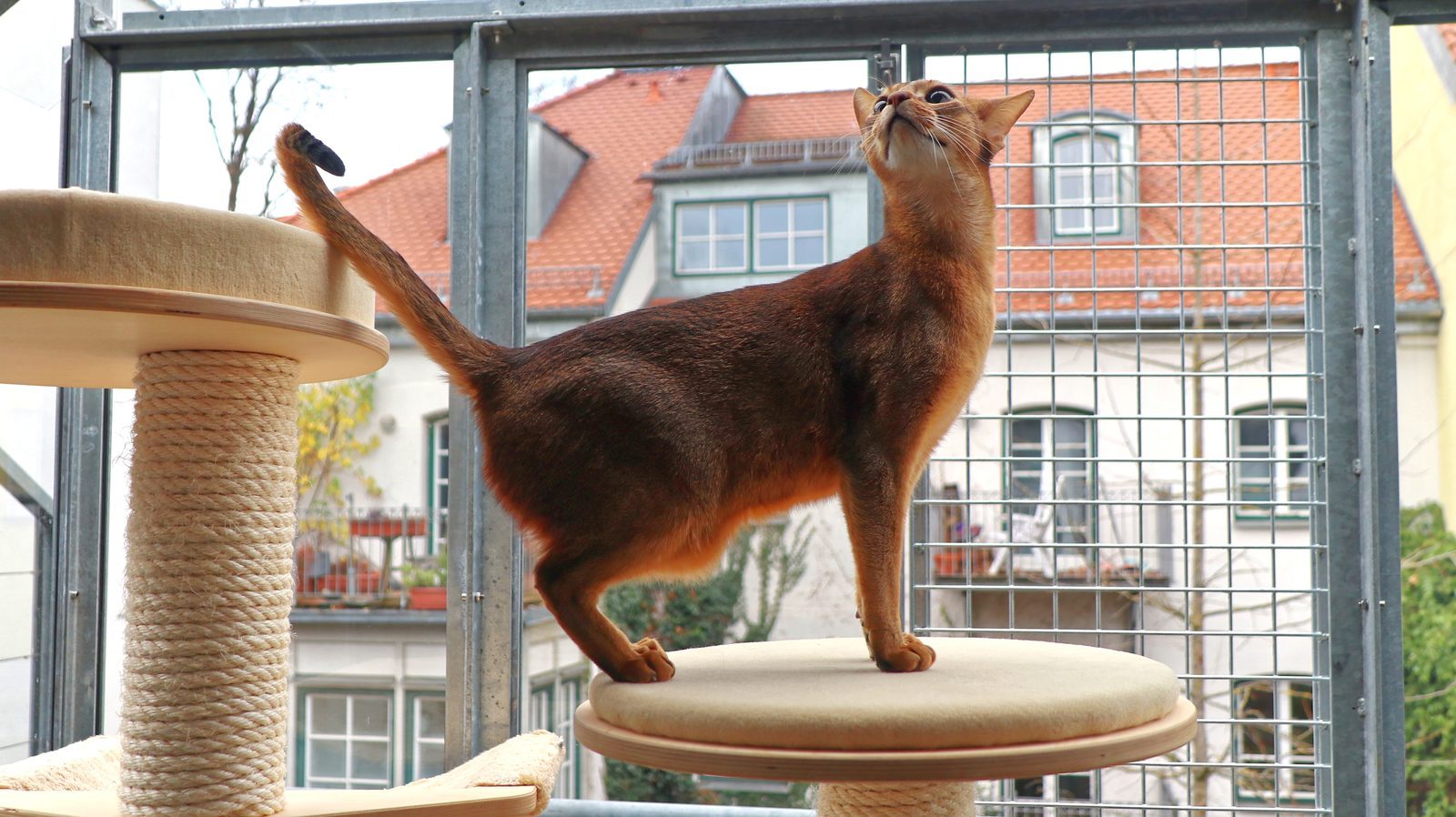 Essential Features Every Outdoor Cat Space Needs (Image Credits: Wikimedia)