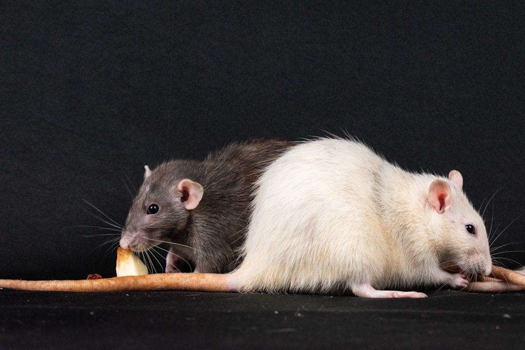 Rat Social Communications (Image Credits: Unsplash)