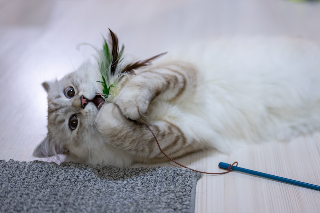 Playful Pouncing and Stalking Moves (Image Credits: Unsplash)