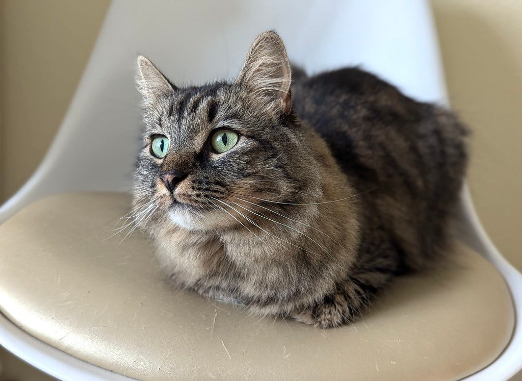 Their Ears Tell a Story of Vigilance (Image Credits: Flickr)