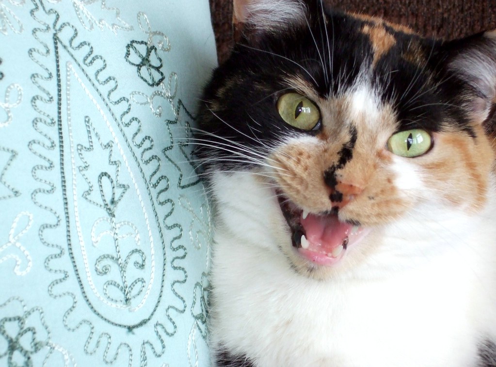 Dramatic Changes in Vocal Communication (Image Credits: Flickr)