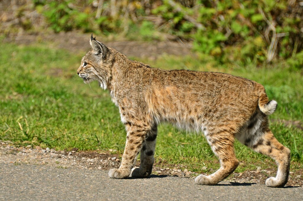 Stay Calm and Don't Approach the Bobcat (Image Credits: Flickr)