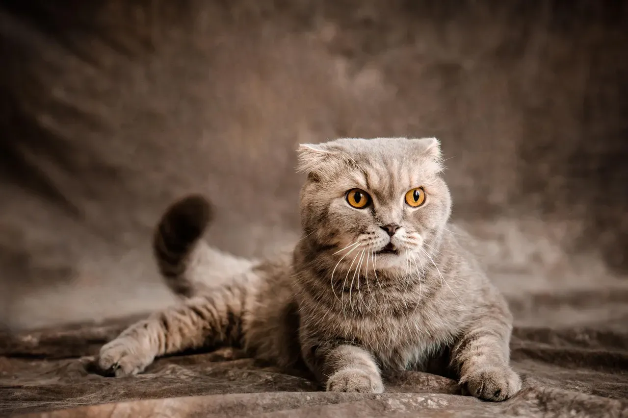 6. Scottish Fold: The Cute Biter (Image Credits: Pixabay)
