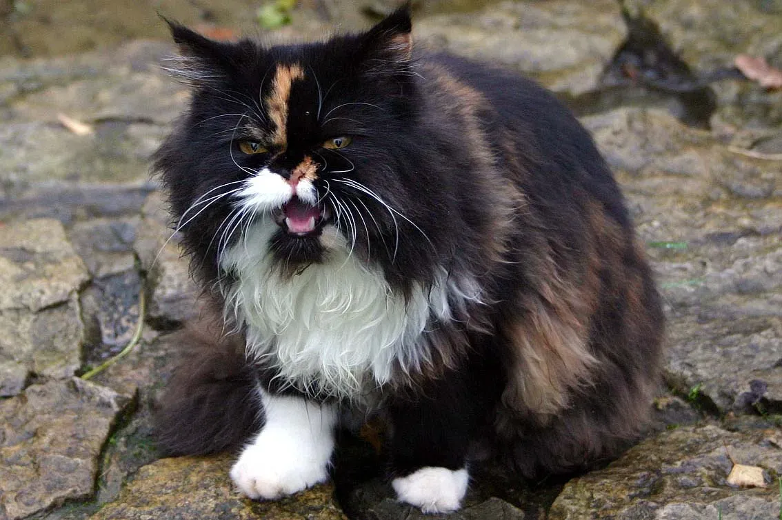 Hissing Sounds From Aerosol Cans and Plastic Bags (Image Credits: Wikimedia)