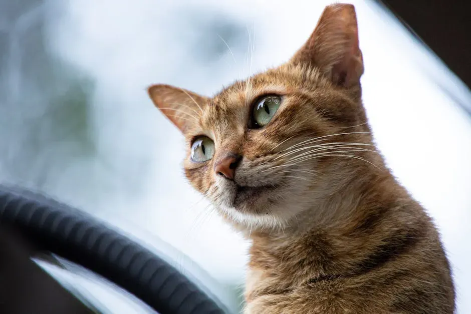 Your Cat Recognizes You Through More Than Just Your Face (Image Credits: Pexels)