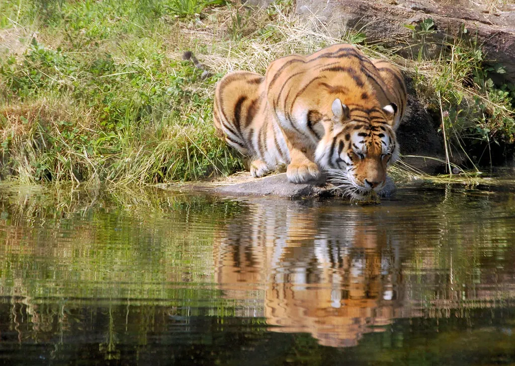 They Demonstrate Self-Awareness And Recognize Their Own Reflections (Image Credits: Flickr)