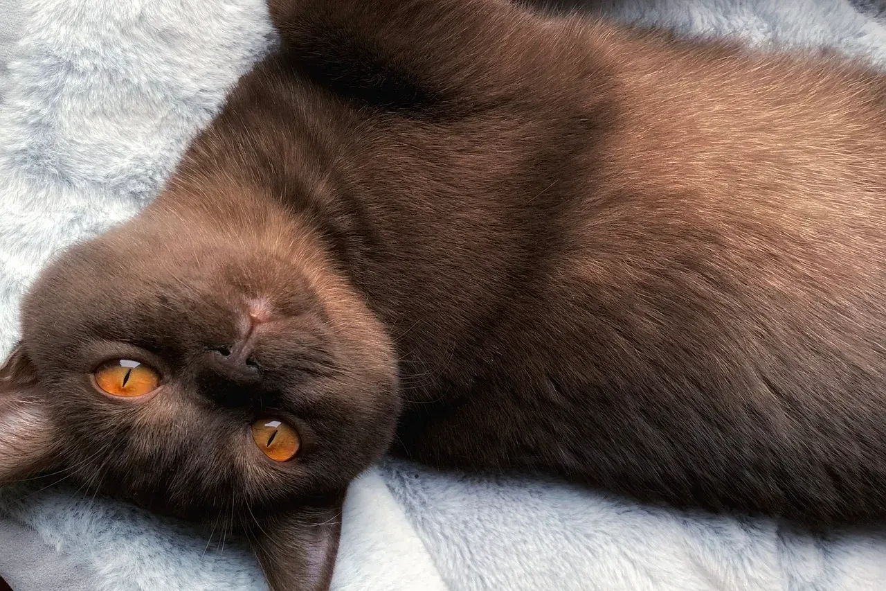 British Shorthair: The Cozy Companion (Image Credits: Pixabay)