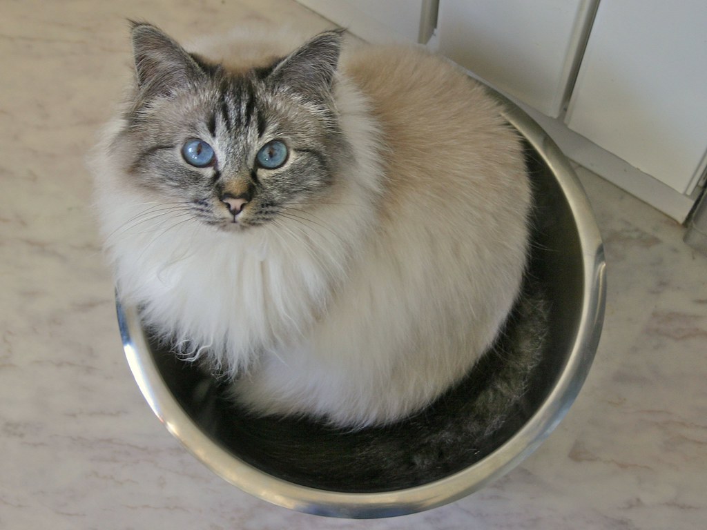 Birman Cats - Velvet Heaven (Image Credits: Flickr)