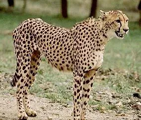 3. The Asiatic Cheetah Has Fewer Than 30 Wild Individuals Left (By Raúl González Molina, CC BY-SA 4.0)