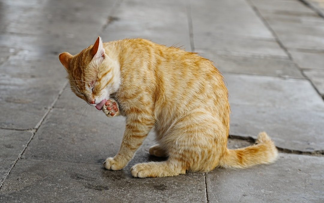 Making Biscuits Like a Pro (Image Credits: Unsplash)