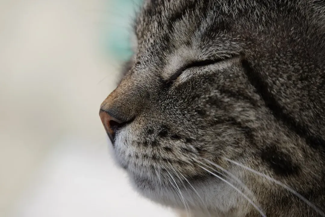 The Slow Blink: Your Cat's Most Elegant Conversation (Image Credits: Unsplash)