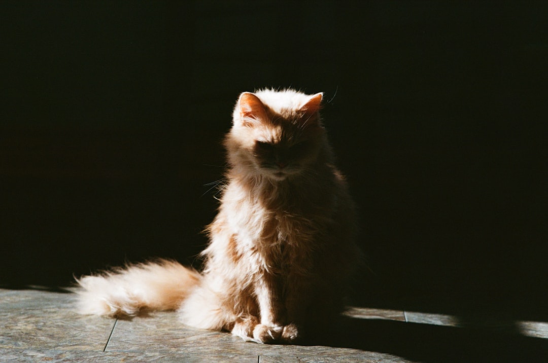 Feminine Energy and Divine Power (Image Credits: Unsplash)