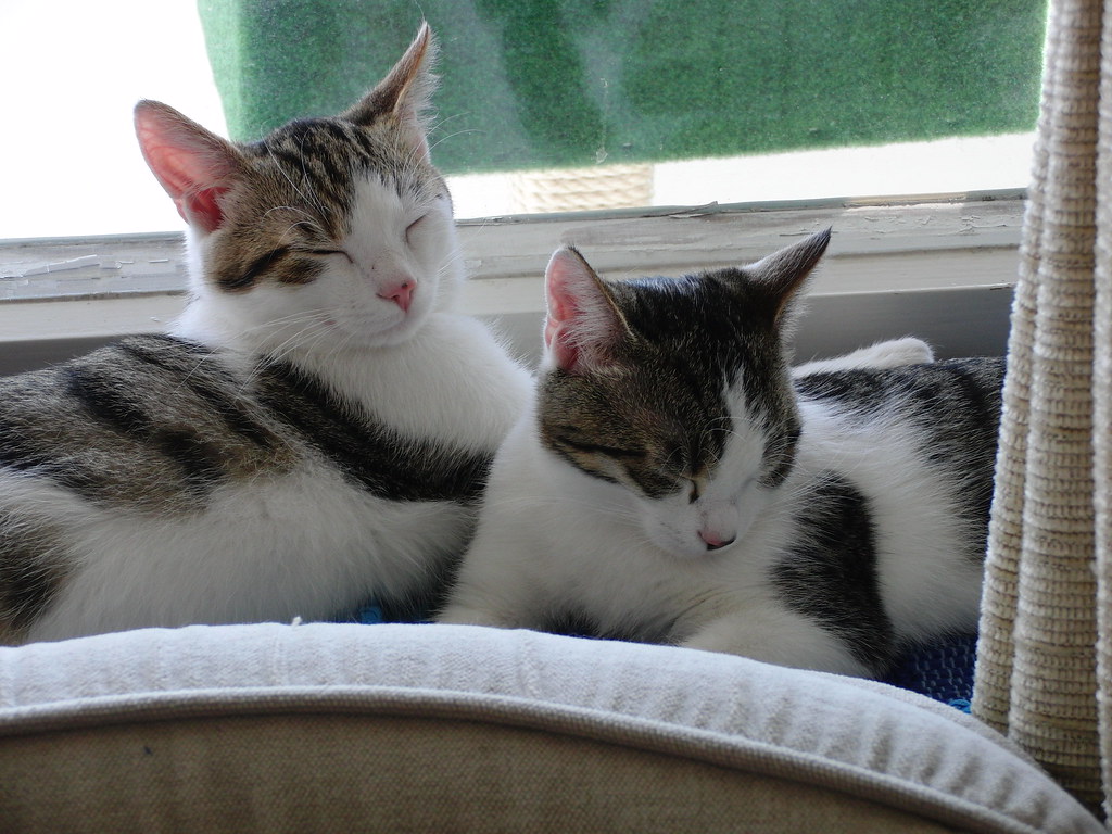 Mother-Kitten Bond Patterns in Adult Relationships (Image Credits: Flickr)