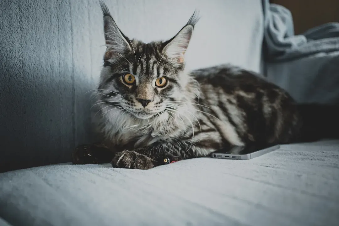 Maine Coon: The Gentle Giant With a Loyal Heart (Image Credits: Unsplash)