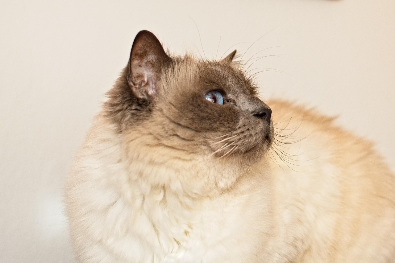 Birman Cats: The Velcro Companions (Image Credits: Pixabay)