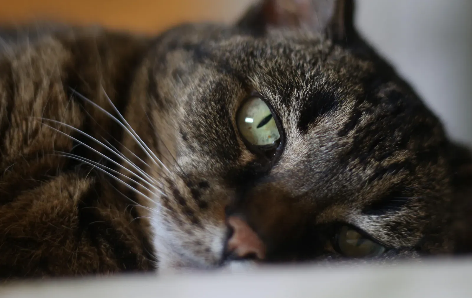 When Kneading Might Signal Something More (Image Credits: Wikimedia)