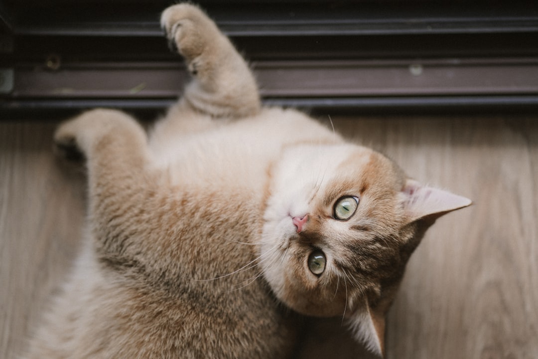 Hyperactivity and Zoomies (Image Credits: Unsplash)