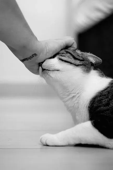 Why Head-Butts Feel So Special: Trust in a Tiny Package (Image Credits: Pexels)