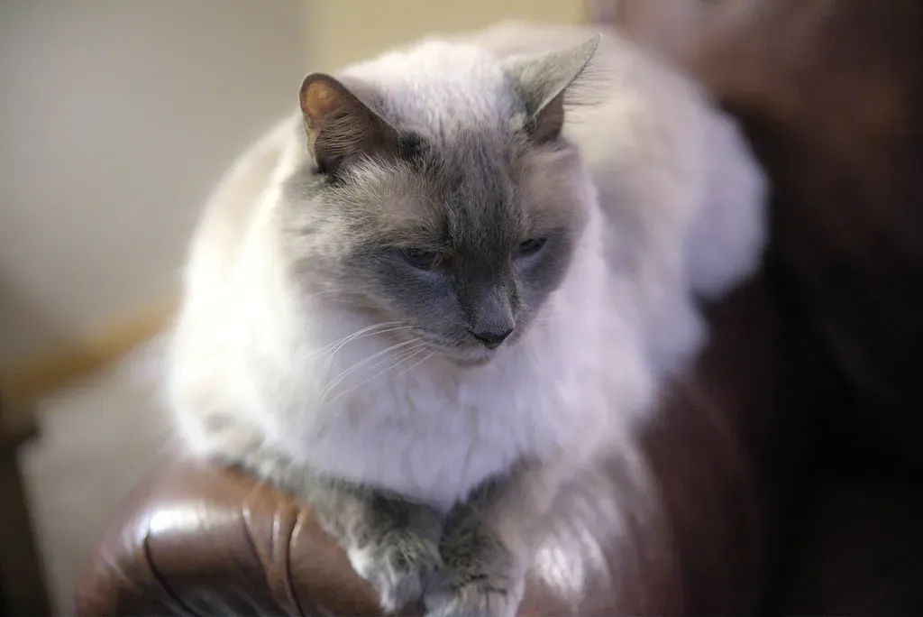 5. Balinese: The Dramatic Siamese Relative (Image Credits: Flickr)