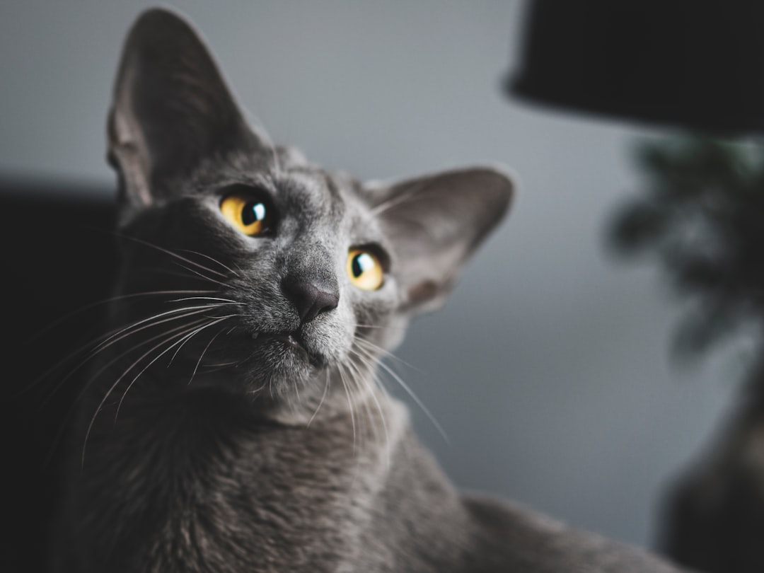 Oriental Shorthair - The Vocal Mastermind (Image Credits: Unsplash)