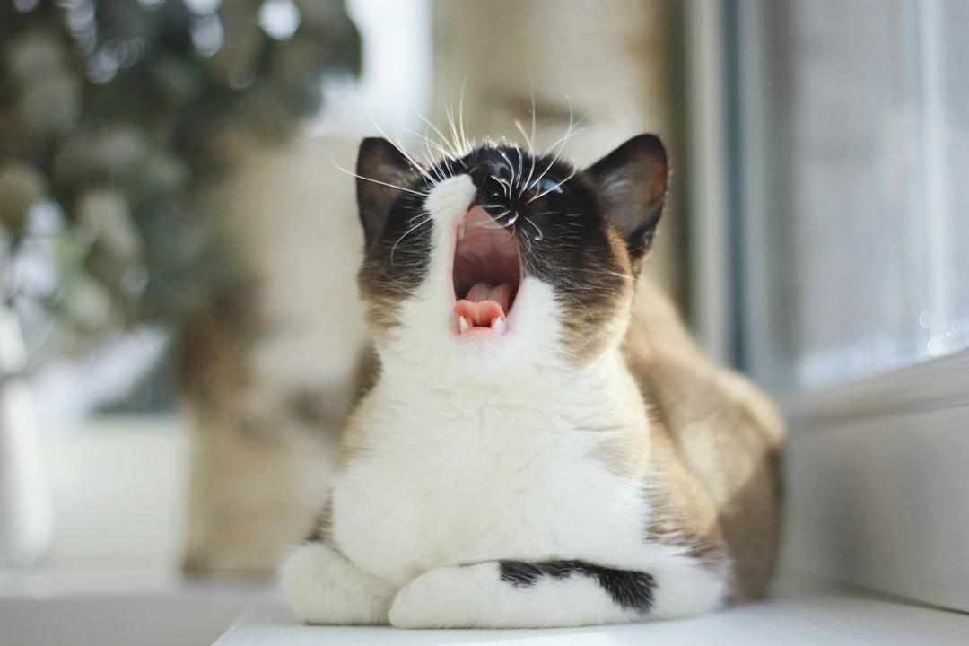 Excessive Vocalization That Never Stops (Image Credits: Unsplash)